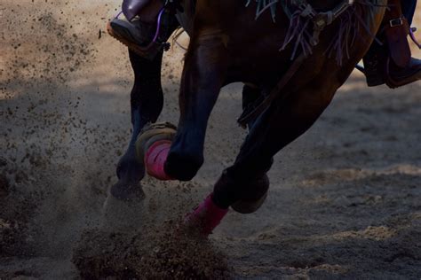 New Mexico Best Horse Betting Sites & Offers 2024 .